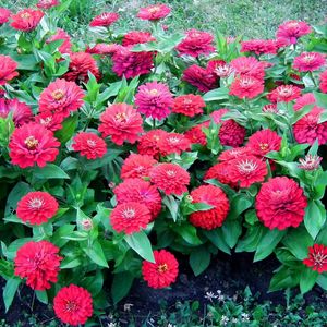 Preview wallpaper zinnias, flowers, colorful, flowerbed, green