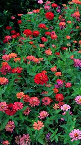 Preview wallpaper zinnias, flowers, colorful, flowerbed, greens