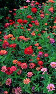 Preview wallpaper zinnias, flowers, colorful, flowerbed, greens