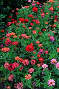 Preview wallpaper zinnias, flowers, colorful, flowerbed, greens