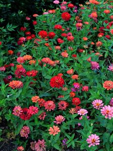 Preview wallpaper zinnias, flowers, colorful, flowerbed, greens
