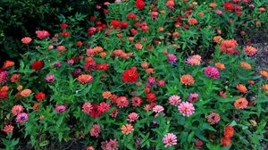 Preview wallpaper zinnias, flowers, colorful, flowerbed, greens