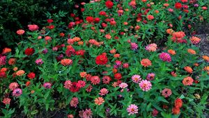 Preview wallpaper zinnias, flowers, colorful, flowerbed, greens