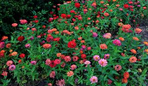 Preview wallpaper zinnias, flowers, colorful, flowerbed, greens