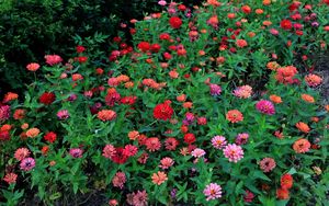 Preview wallpaper zinnias, flowers, colorful, flowerbed, greens