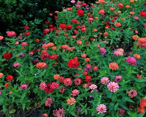 Preview wallpaper zinnias, flowers, colorful, flowerbed, greens