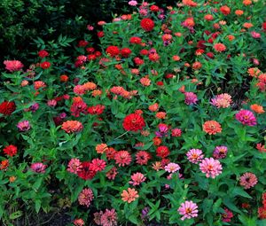 Preview wallpaper zinnias, flowers, colorful, flowerbed, greens