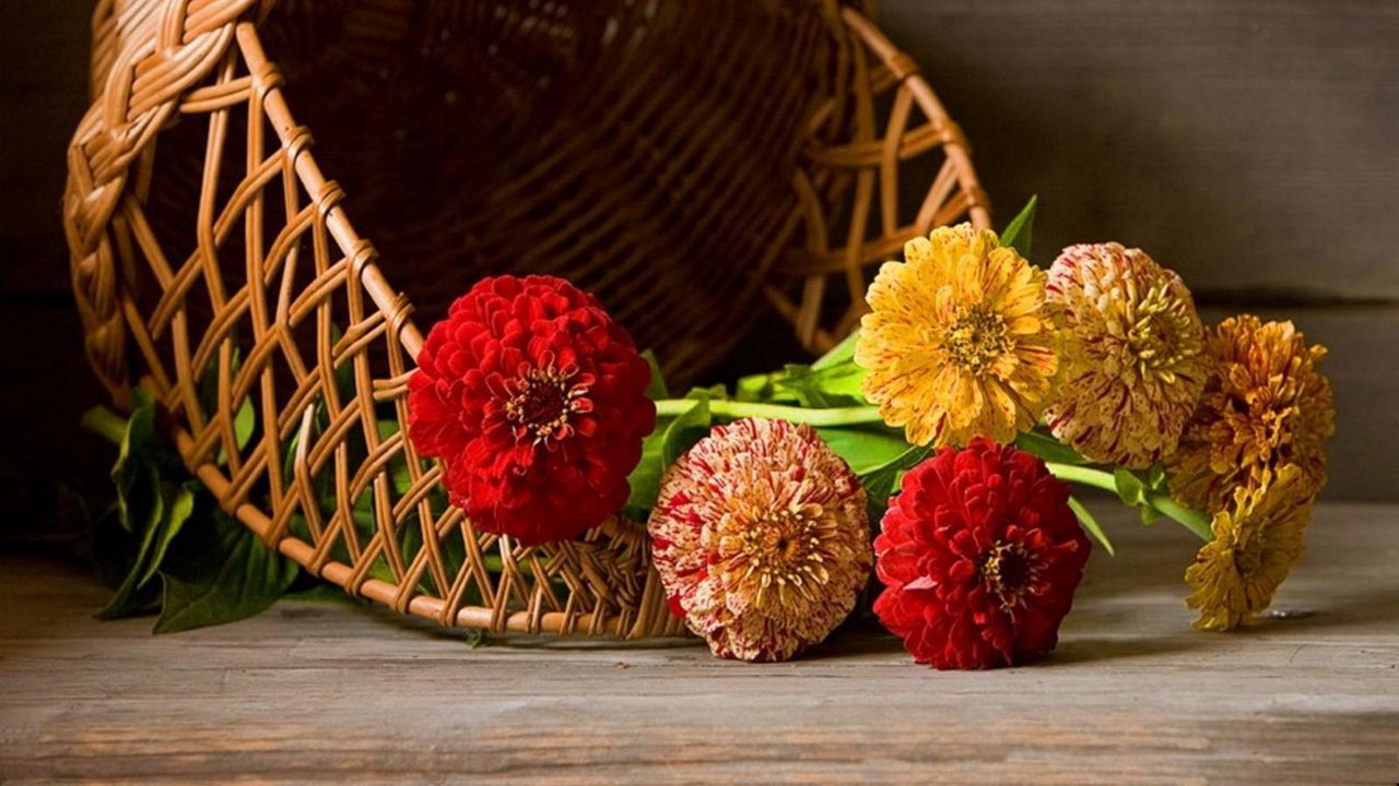 Wallpaper zinnias, flowers, lie, basket