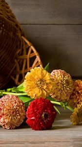 Preview wallpaper zinnias, flowers, lie, basket