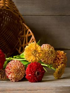 Preview wallpaper zinnias, flowers, lie, basket