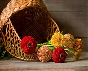 Preview wallpaper zinnias, flowers, lie, basket