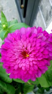 Preview wallpaper zinnias, flowers, pair, close up, flowerbed, green