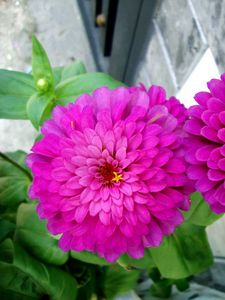 Preview wallpaper zinnias, flowers, pair, close up, flowerbed, green