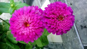 Preview wallpaper zinnias, flowers, pair, close up, flowerbed, green