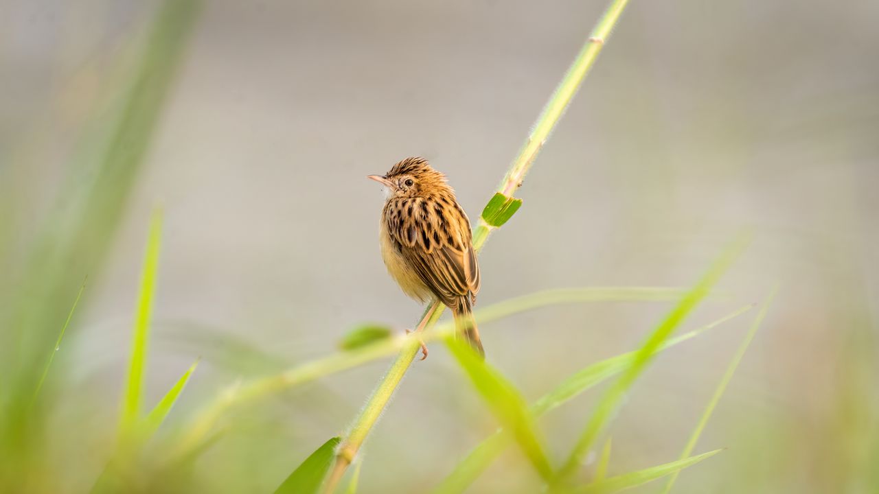 Wallpaper zitting cisticola, bird, grass, blur
