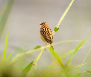 Preview wallpaper zitting cisticola, bird, grass, blur