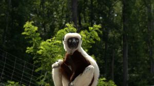 Preview wallpaper zoboomafoo, 2014, lemur, zoboo