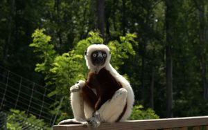 Preview wallpaper zoboomafoo, 2014, lemur, zoboo