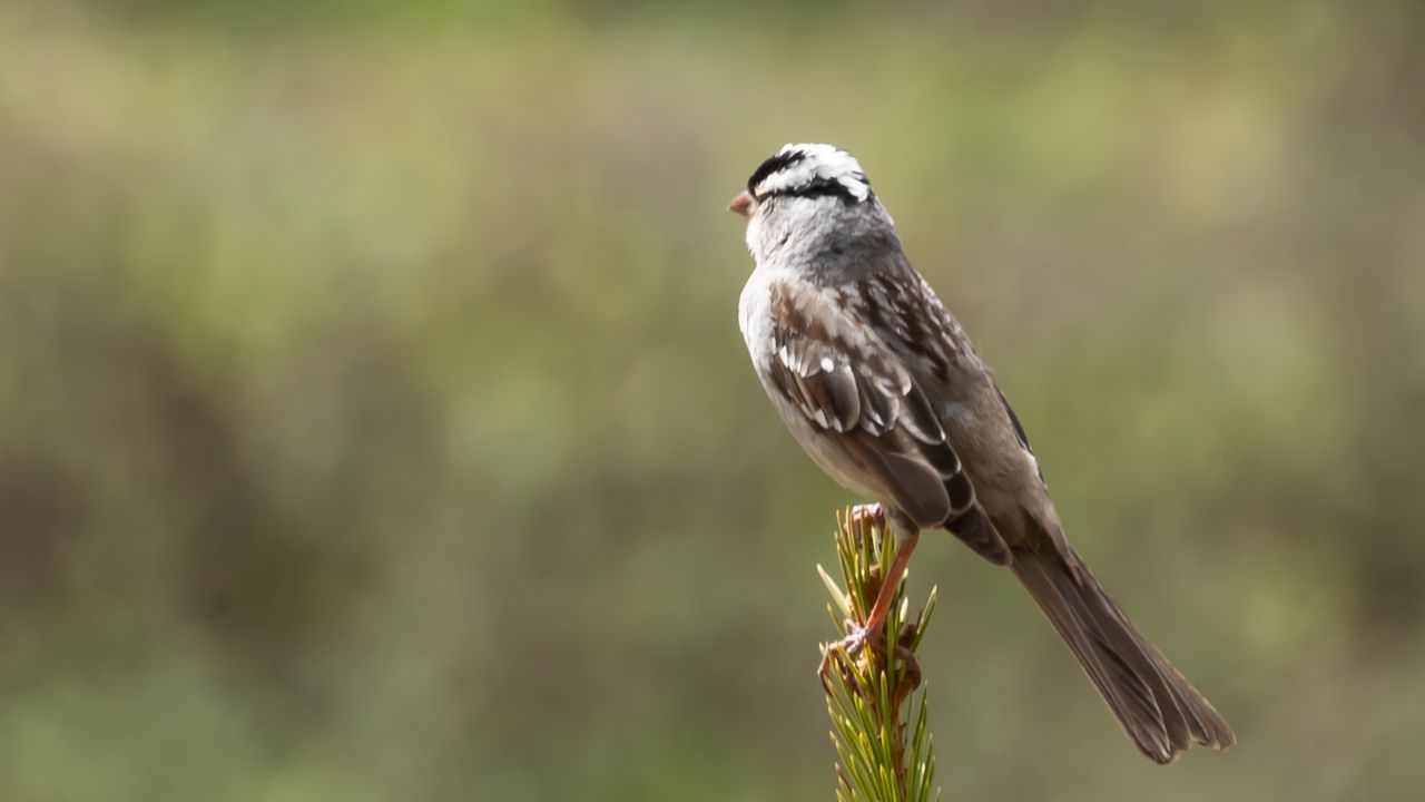 Wallpaper zonotrichia, bird, wildlife, pine needles