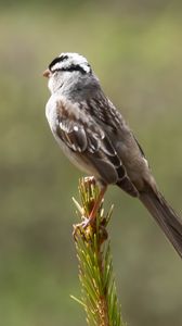 Preview wallpaper zonotrichia, bird, wildlife, pine needles