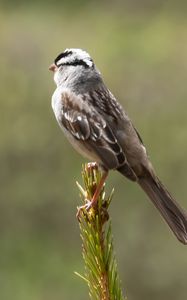 Preview wallpaper zonotrichia, bird, wildlife, pine needles