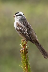 Preview wallpaper zonotrichia, bird, wildlife, pine needles