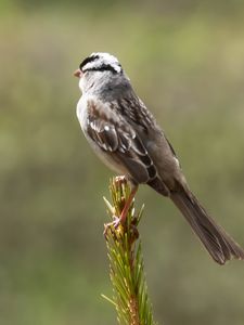 Preview wallpaper zonotrichia, bird, wildlife, pine needles