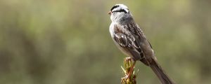 Preview wallpaper zonotrichia, bird, wildlife, pine needles