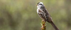 Preview wallpaper zonotrichia, bird, wildlife, pine needles