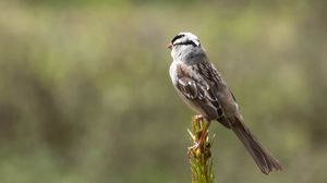 Preview wallpaper zonotrichia, bird, wildlife, pine needles