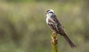 Preview wallpaper zonotrichia, bird, wildlife, pine needles