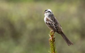 Preview wallpaper zonotrichia, bird, wildlife, pine needles