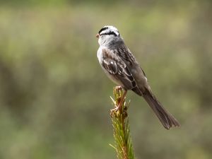 Preview wallpaper zonotrichia, bird, wildlife, pine needles