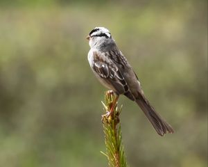 Preview wallpaper zonotrichia, bird, wildlife, pine needles