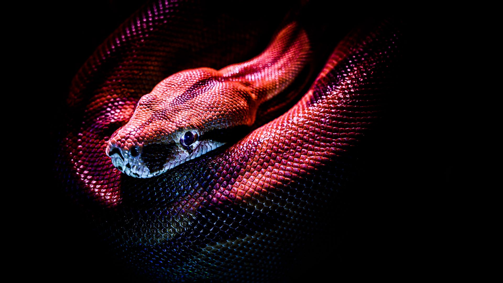 Download wallpaper 1920x1080 snake, reptile, red, dark ...