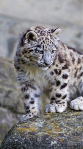 Snow Leopard Iphone 876s6 For Parallax Wallpapers Hd Desktop