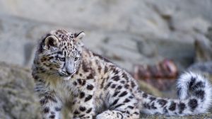 Snow Leopard Full Hd Hdtv Fhd 1080p Wallpapers Hd Desktop Backgrounds 19x1080 Images And Pictures
