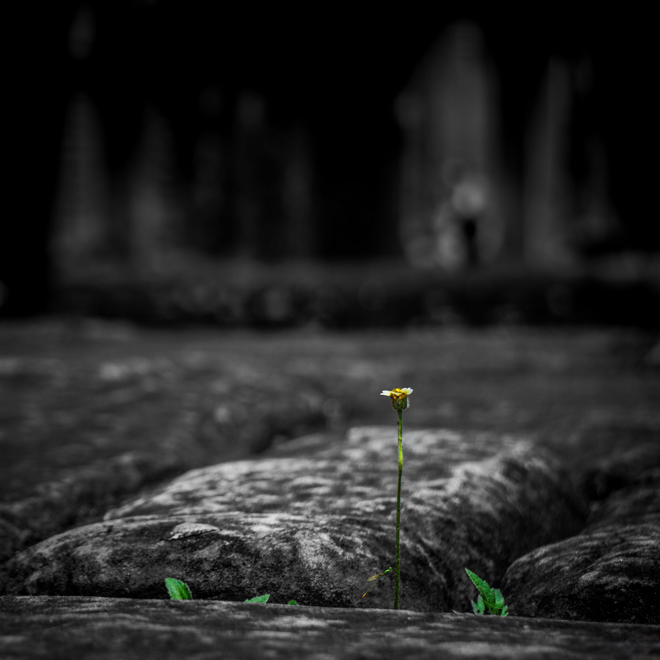 Download wallpaper 2780x2780 stone, flower, power of nature ...