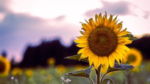 Sunflower Wallpaper Hd Laptop