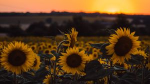 Featured image of post Sunflower Wallpaper Aesthetic Desktop - Hd aesthetic wallpapers and backgrounds more in wallpaper for you hd wallpaper for desktop &amp; mobile, check it out.