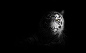 Big Cat 4k Ultra Hd 16 10 Wallpapers Hd Desktop Backgrounds 3840x2400 Images And Pictures