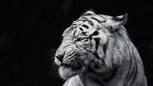 95+ Gambar Wallpaper Harimau Hd Terlihat Keren