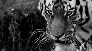 Download 990 Koleksi Gambar Harimau Full Hd Terbaru HD