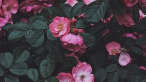 Featured image of post Flower Wallpaper Pinterest Laptop - See more ideas about flower wallpaper, iphone wallpaper, iphone background.