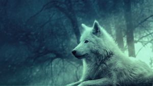 Wolf Full Hd Hdtv Fhd 1080p Wallpapers Hd Desktop Backgrounds 19x1080 Images And Pictures