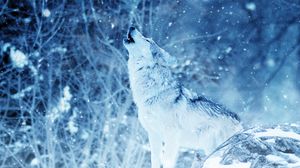 Wolf Full Hd Hdtv Fhd 1080p Wallpapers Hd Desktop Backgrounds