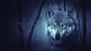 Wolf Full Hd Hdtv Fhd 1080p Wallpapers Hd Desktop Backgrounds 1920x1080 Images And Pictures Wolf digital wallpaper, quote, animal, domestic animals, mammal. wolf full hd hdtv fhd 1080p